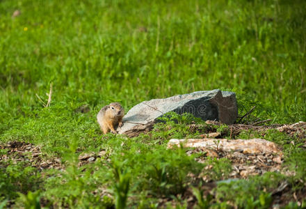 草地上可爱的野地鼠