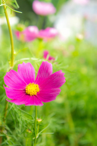 公园里的花，花园里的宇宙粉红色的花