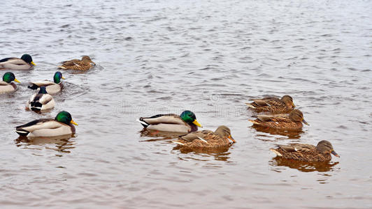 鸭子在水上.照片