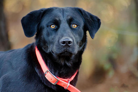 黑色拉布拉多猎犬混合品种狗