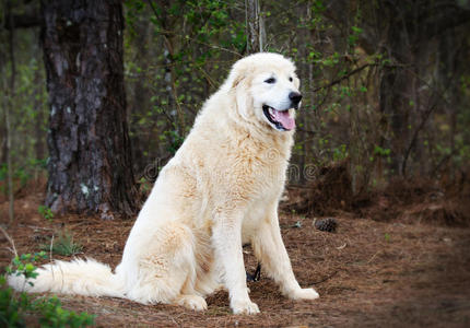 伟大的比利牛斯牲畜守护犬