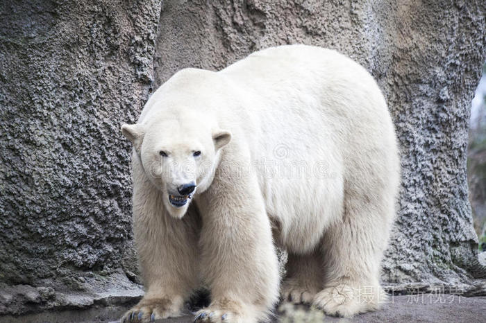 阿拉斯加 北极熊 大白熊在春天的森林里 北极熊在阿拉斯加 岩石 草 寒冷的春天 照片 正版商用图片2391hk 摄图新视界