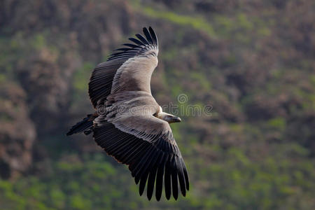 格里芬秃鹫，金龟子，飞在山上的大猎物。 石中的秃鹫。 鸟类在自然栖息地，斯派