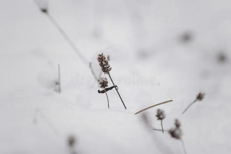 雪下的草