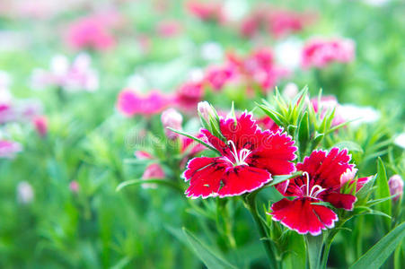 公园里的花，花园里的五颜六色的花