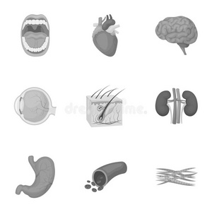 胰腺 器官 眼球 网状物 单色 收集 肝脏 系统 插图 肌肉