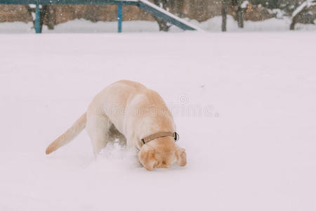 乐趣 训练 可爱的 美丽的 自然 繁殖 闲暇 成人 雪堆