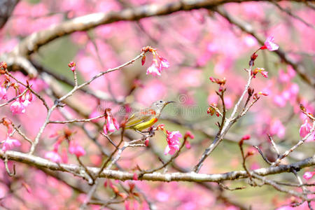 开花 乡村 分支 风景 城市 花瓣 早晨 花蜜 盛开 特写镜头