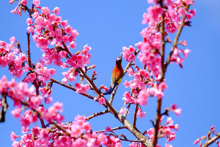 城市 日本 花园 乡村 早晨 日本人 植物区系 盛开 水果