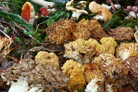 自然 水果 波西尼 植物 真菌 牛肝菌 季节 森林 食物