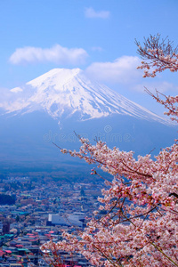 开花 旅行者 前进 公吨 京都 东京 日本 千叶 亚洲 粉红色