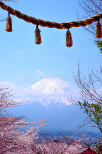 樱花 天际线 千叶 特写镜头 京都 日本 四月 东京 攀登