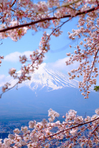 特写镜头 春天 花的 攀登 粉红色 四月 全景图 开花 京都