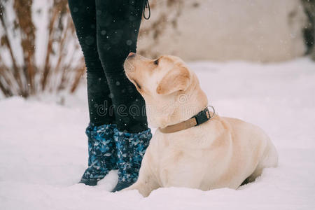 自然 人类 纯种 寒冷的 游戏 雪堆 拉布拉多 宠物 可爱的