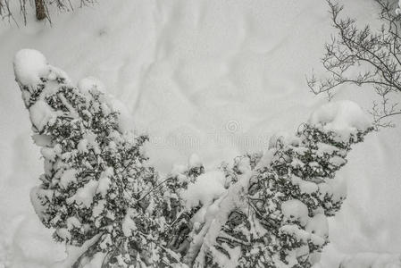 雪下的花园