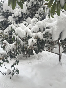 雪下的花园