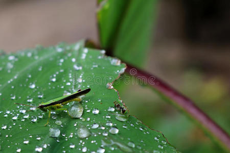 叶上有雨滴的蚱蜢。