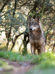 雌性伊比利亚狼犬狼疮标志在一个美丽的森林