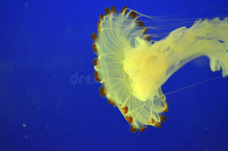 自然 捕食者 掠夺 海洋 海洋学 深的 浮动 水族馆 生物