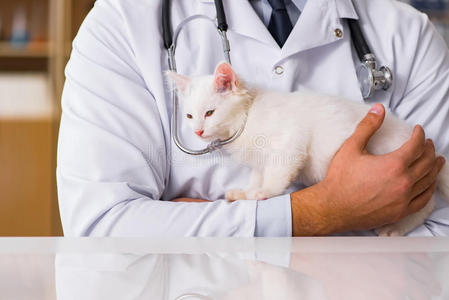 健康 医学 护士 基蒂 检查 猫科动物 助理 男人 实验室