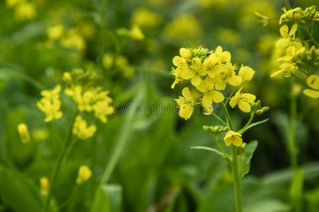 领域 国家 能量 特写镜头 颜色 草地 开花 生态学 农事