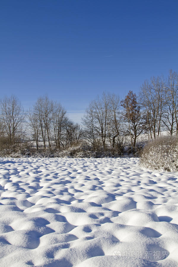风景 坏的 被雪覆盖 沼地 冬天 塔帕拉 草地 公司 灌木丛
