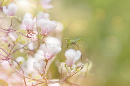 开花木兰枝