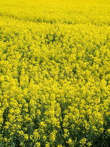 明亮的黄色油菜花田野，法国乡村