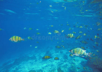 水族馆 泻湖 珊瑚 海的 在下面 通气管 环礁 公司 深的