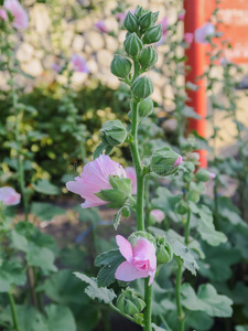 生长 植物 花瓣 照片 植物学 特写镜头 蜀葵 清爽 植物区系