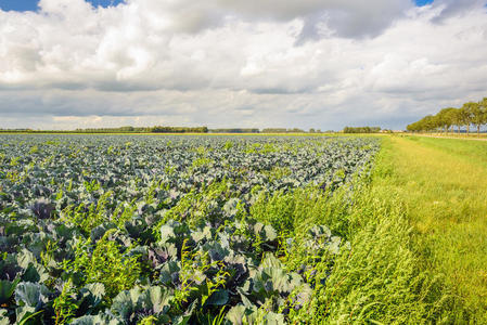 食物 作物 农田 营养 农场 荷兰 荷兰语 国家 农业 生长