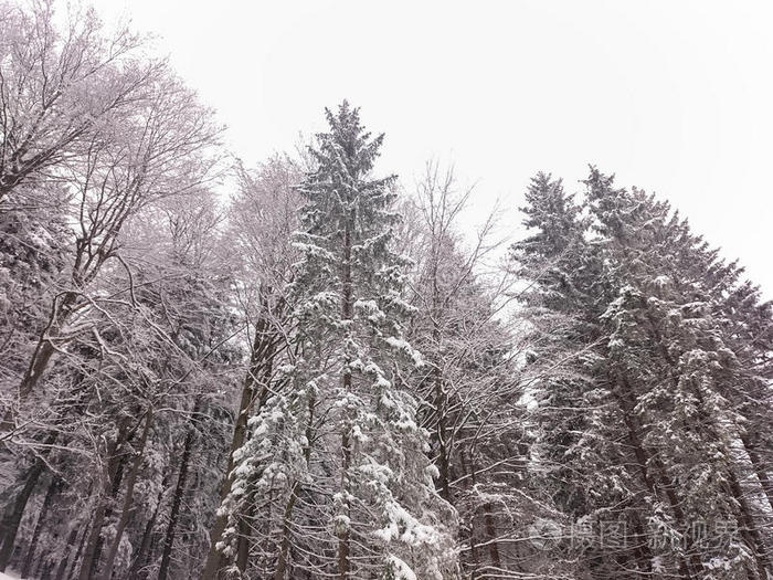 山上的冬日树覆盖着新鲜的雪