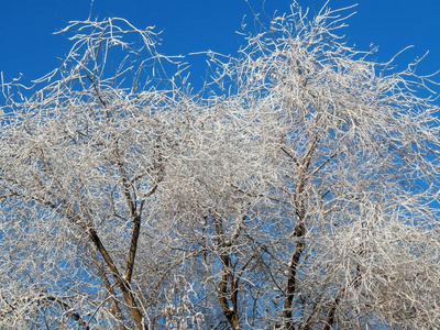 寒冷的早晨，雪中的树枝