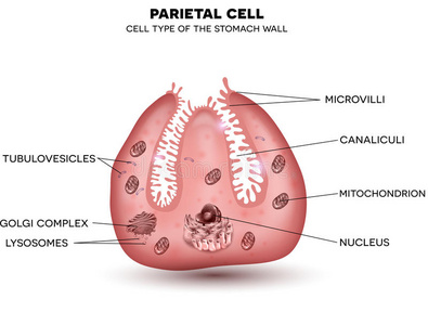 盐酸 身体 上皮细胞 互联网 解剖学 人类 图表 酸的 插图
