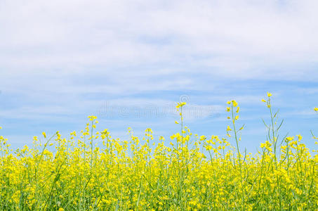 油籽 草地 农田 燃料 作物 风景 栽培 油菜 环境 颜色