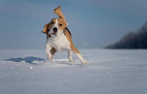 比格犬在雪地里奔跑