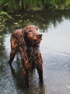 夏夜森林犬中的爱尔兰红猎犬