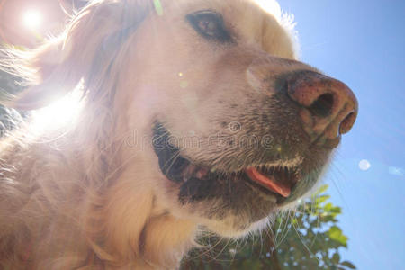 眼睛 照片 治疗 安慰 透镜 犬科动物 牙齿 耳朵 闪耀