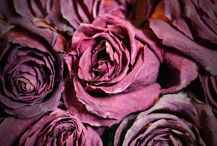 枯萎的玫瑰.照片