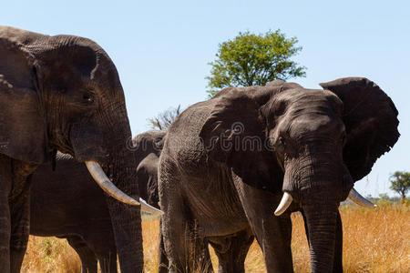 非洲大象非洲野生动物和荒野