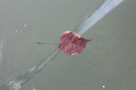 诺西德尔湖冰中的冻叶卵裂