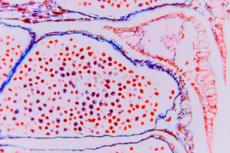 子房 显微镜 显微照片 长丝 心皮 学习 花药 开花 卵黄