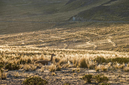公园 拉丁语 高原 自然 植物区系 形成 骆驼科 羊驼 风景