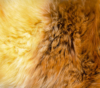 温暖的 软的 颜色 时尚 狐狸 头发 自然 材料 纹理 动物