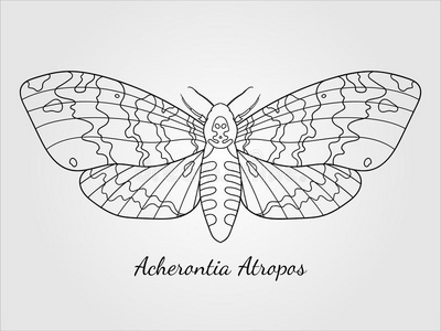 白色背景夹竹桃鹰飞蛾手绘草图皮肤蛾(monopislaevigella)成虫.