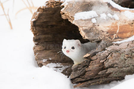 可爱的短尾黄鼠狼在雪中照片