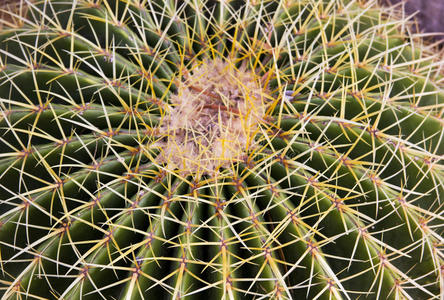 植物学 沙漠 夏天 花园 地球 生长 自然 纹理 抱怨 生活