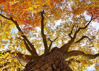 树叶 季节 在下面 分支 颜色 公园 落下 森林 枫树 树干