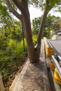 颜色 植物区系 落下 公司 公园 森林 布拉格 秋天 自然