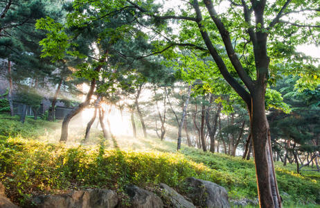 植物 颜色 闪耀 季节 夏天 太阳 森林 美丽的 早晨 树叶